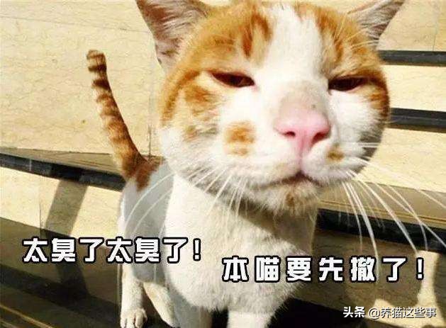 猫咪到处拉屎拉尿怎么除臭,带猫咪出门怎么解决排泄问题