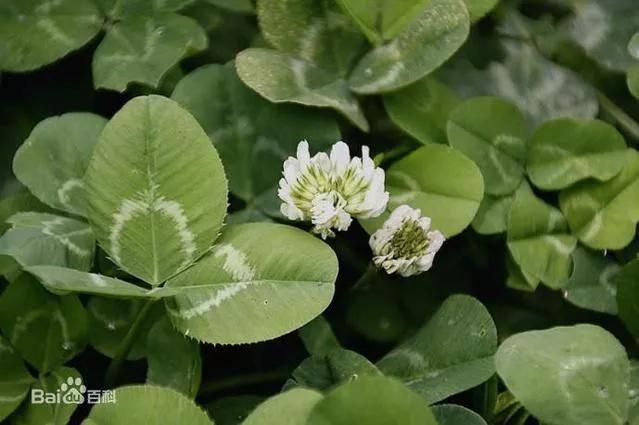 红花三叶草如何彻底根除,三叶草给花卉带来的病虫害