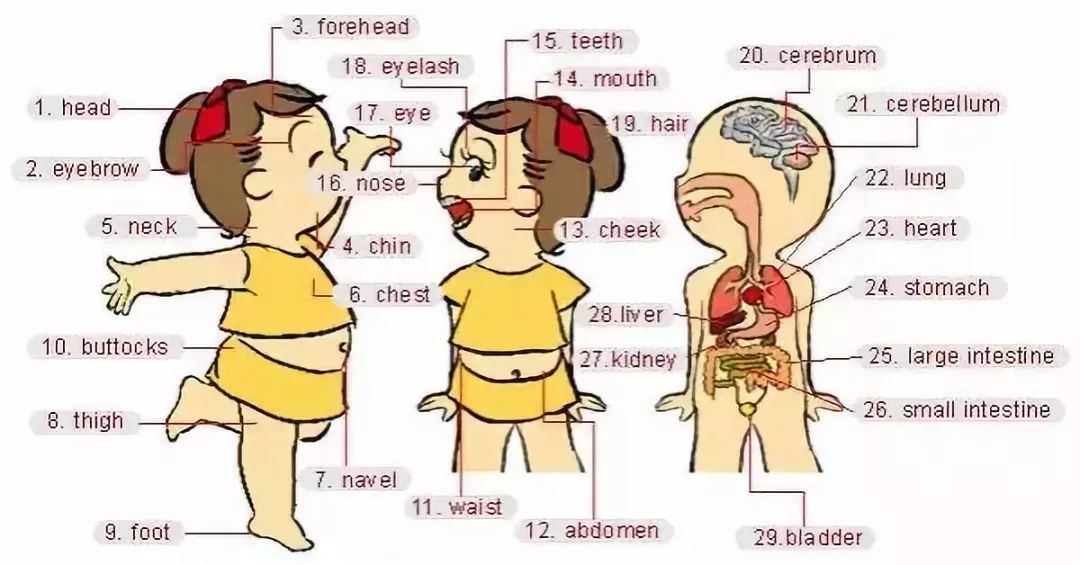 家庭物品英语单词图片大全,34张图教你记住英语