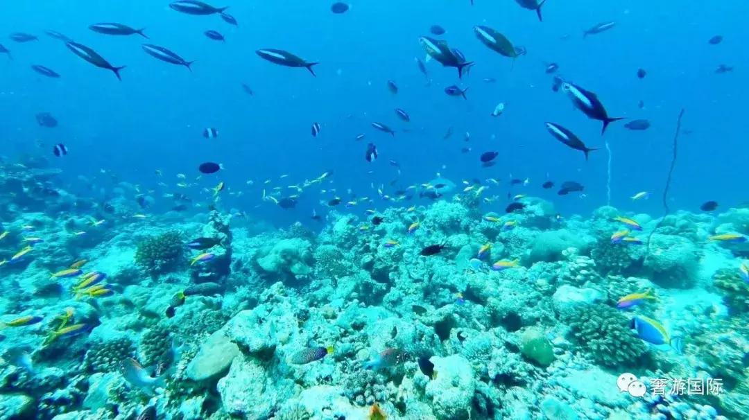 马尔代夫jv岛攻略,马尔代夫v岛