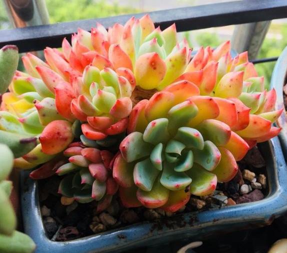 蜂窝煤养多肉有什么好处,蜂窝煤养多肉要怎么处理