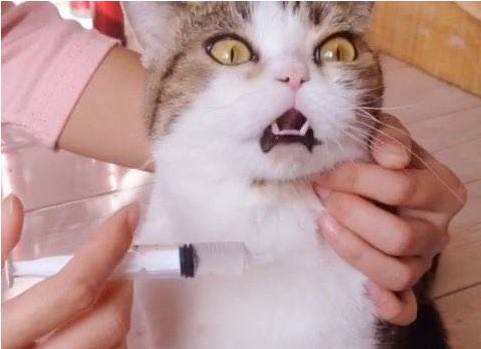 猫咪生病了不吃东西怎么灌流食,猫咪不吃药该怎么喂下去