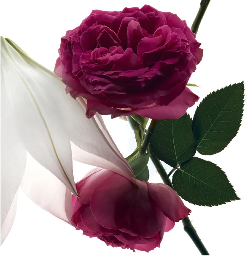 波西米亚限定香水,2022款反转巴黎淡香