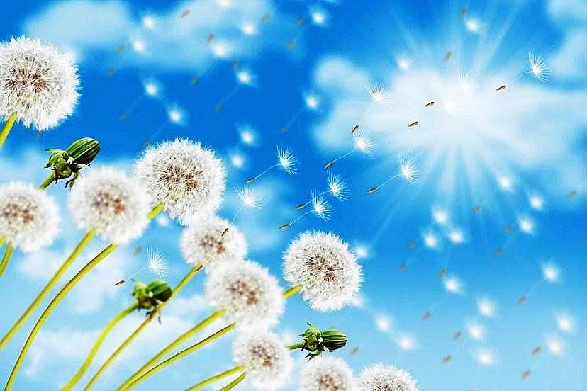 植物妈妈有办法二年级语文知识点,植物妈妈有办法二年级上课文讲解