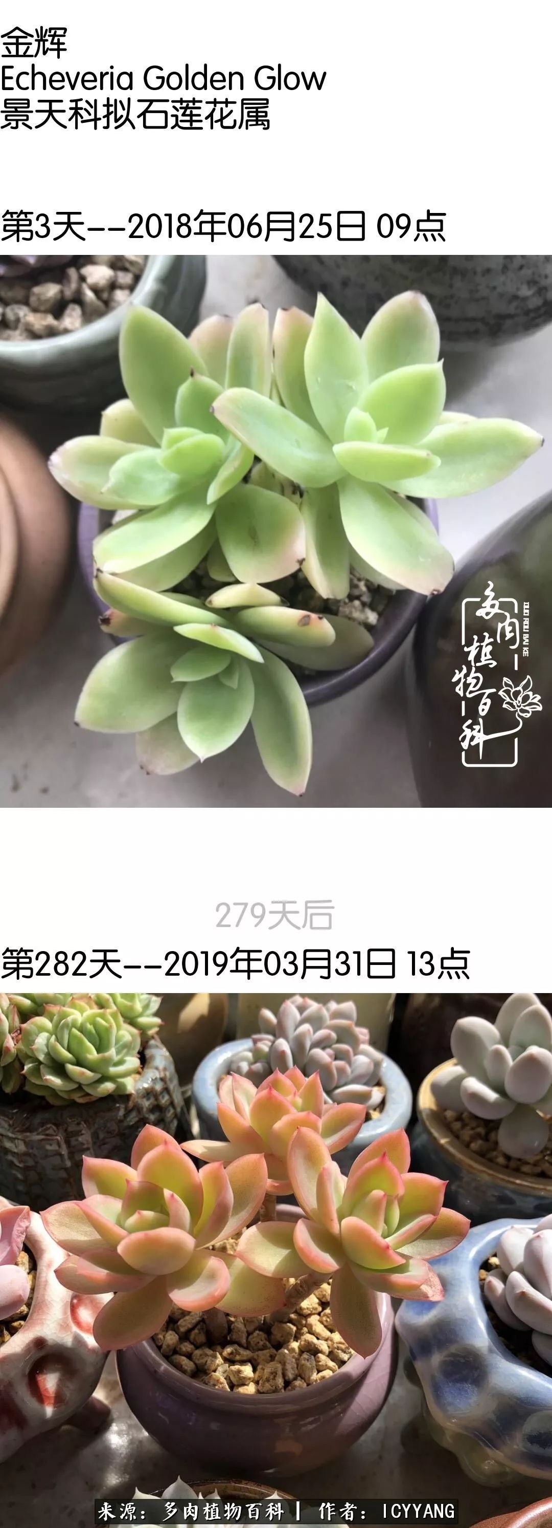 室内阳台多肉的养护方法,景天多肉养护