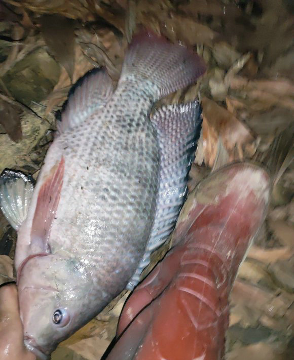 柳江河里钓到50多斤大鱼,柳江钓罗非鱼视频