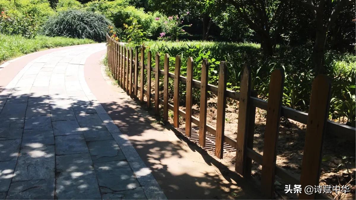 辞赋｜不争桃花之期，勿羡牡丹之富《睡莲赋并序》