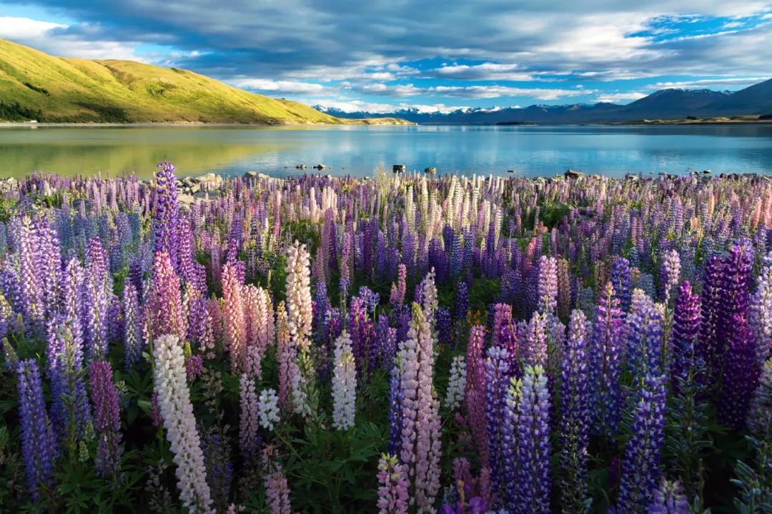 新西兰鲁冰花最新视频,新西兰野生鲁冰花