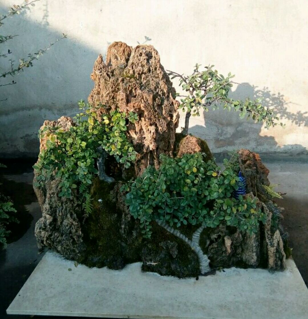 火棘换盆后出现果子萎缩怎么回事,盆景烧根叶子蔫了怎么补救