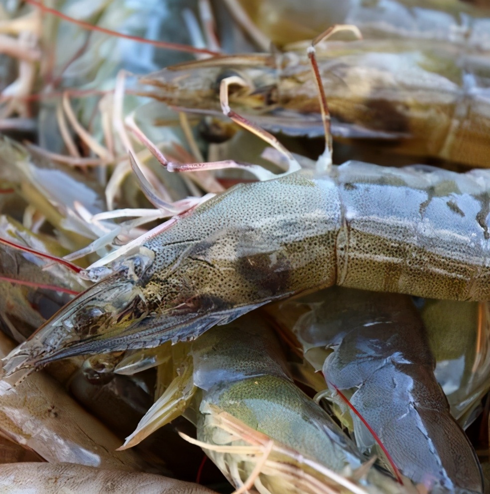 买大虾青的好还是红的好,怎么选大虾的正确方法和技巧