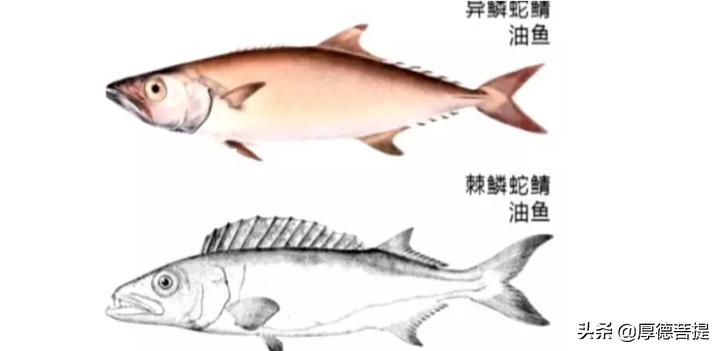 我们买到的鳕鱼是什么鳕鱼,我们买的鳕鱼为什么没头