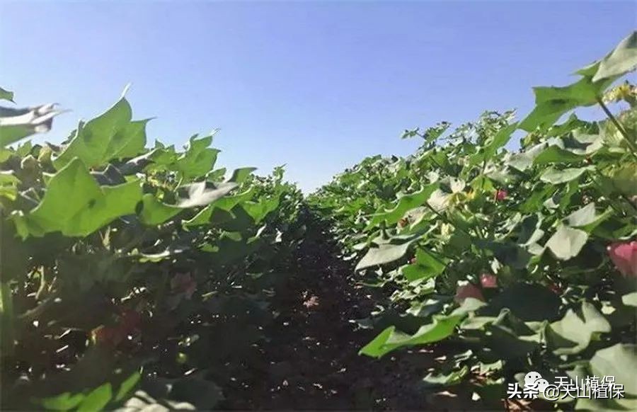新疆棉花突破性新品种通过国审,新疆棉花产业发展趋势