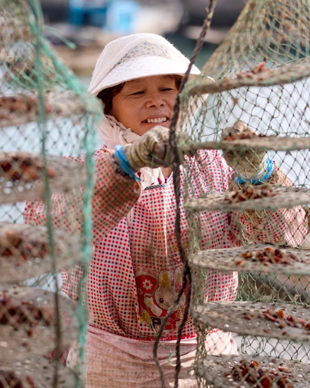 荣成扇贝分苗视频,秋冬种植忙播种来年新希望