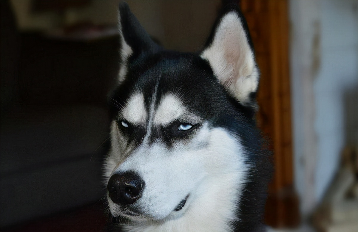 怎么培养一只听话的哈士奇,养一个会听话的哈士奇又能有多乖