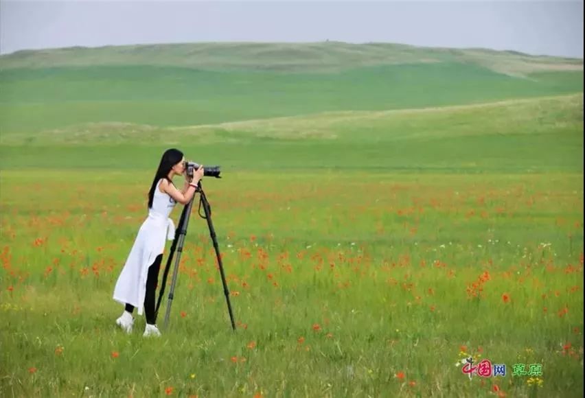 大梅看草原丨盛夏的甘南玛曲，美得脱俗惊艳