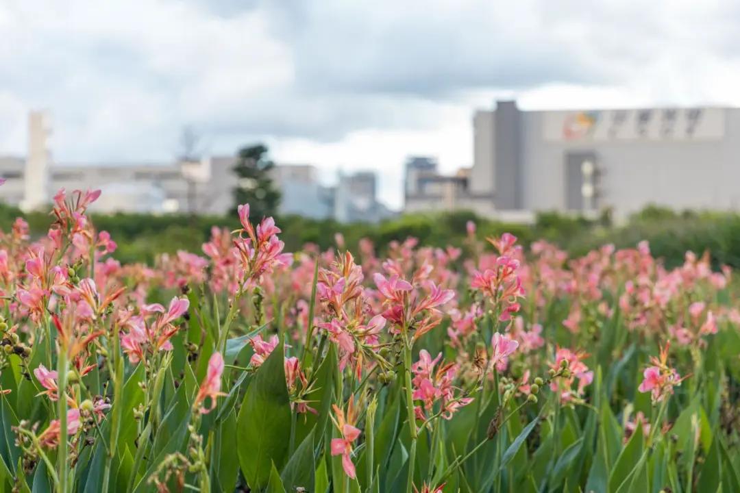 去深圳十大景点,到深圳必玩十大景区1天时间够吗
