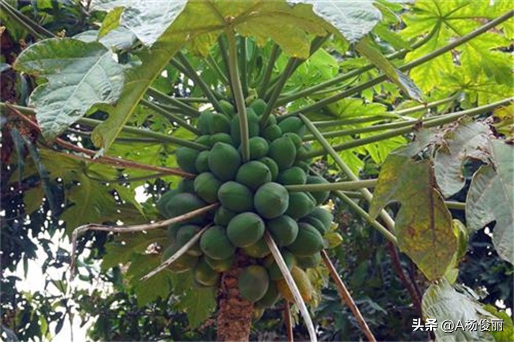 唐三镜酱香酒制作方法,唐三镜新工艺酿酒玉米酒