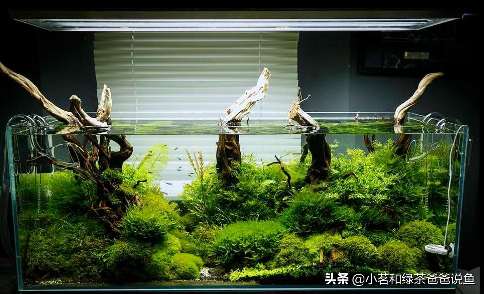 水族缸造景注意事项,屏风鱼缸假山造景误区