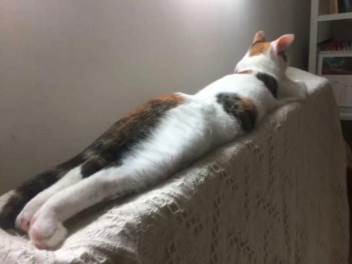 猫的终极凡尔赛：你的屏幕放不下我的腿