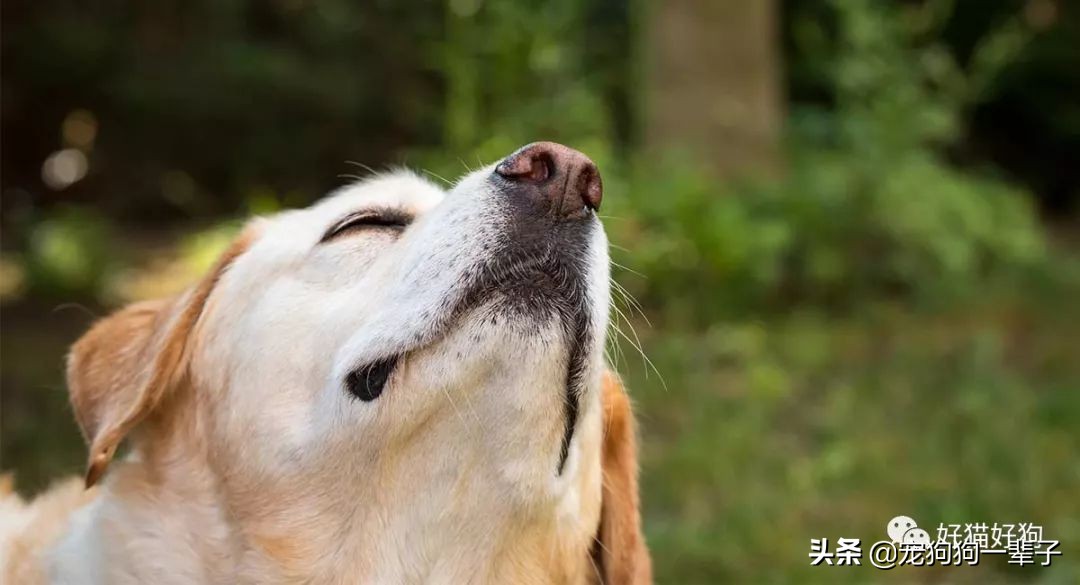 狗狗8个月还是乱拉乱尿怎么办,狗狗出了围栏就乱尿咋回事