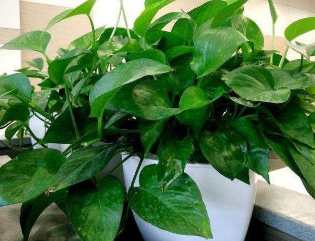 绿萝怎么浇水叶子更绿更茂盛,绿萝浇什么水长得快杆子粗叶子绿