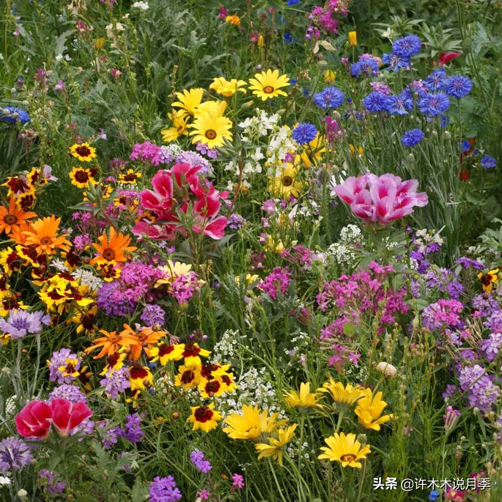 适合阳台养的月季品种推荐,盆栽月季哪些品种比较好养