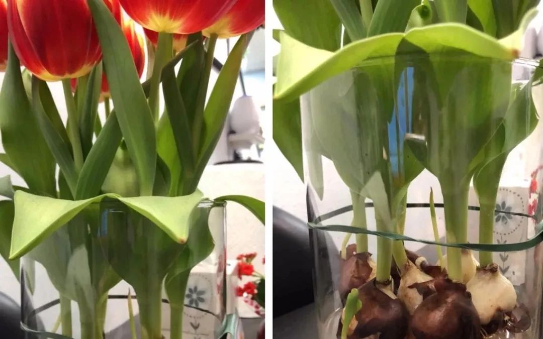 适合北方的球根植物,适合北方室内的种球