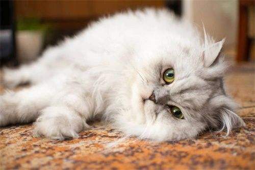 猫毛粘衣服怎么办小妙招教你解决,到处都是的猫毛怎么处理