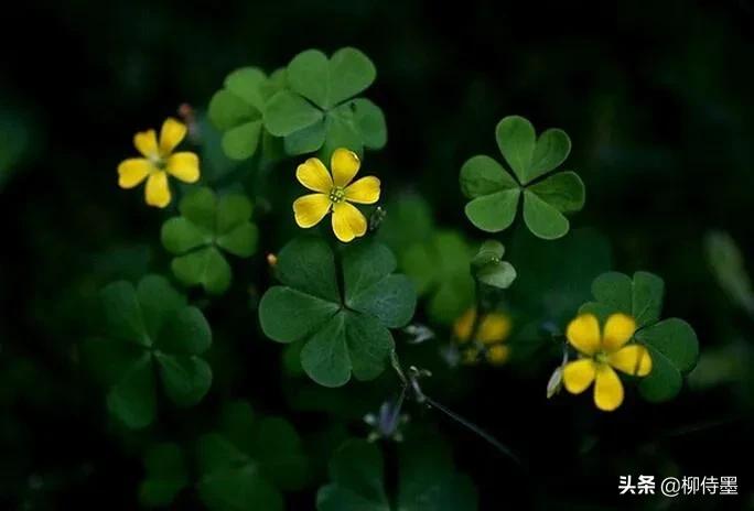 三叶草怎样拍摄,三叶草拍摄教程