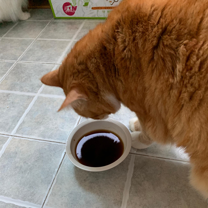 猫屎咖啡猫咪是自愿吃的吗,猫屎咖啡真有猫屎吗