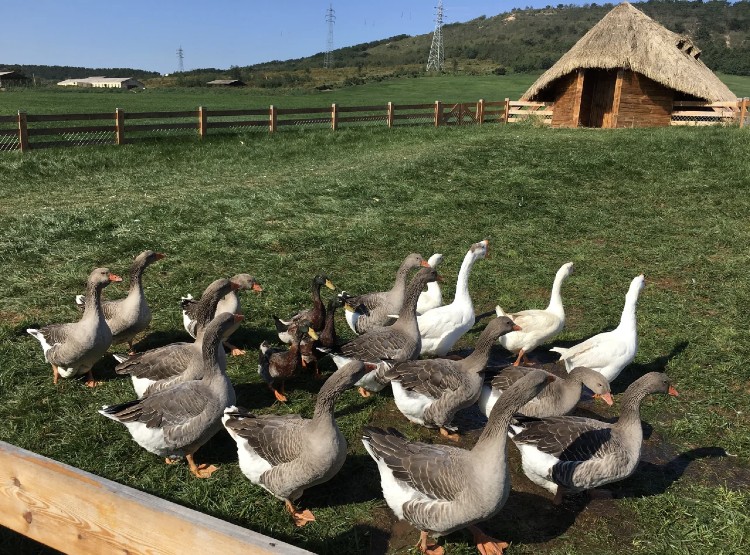 三寰牧场露营记,幼儿园游玩攻略三寰牧场