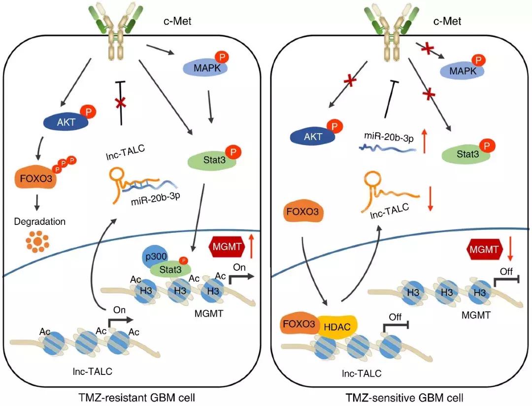 脑科学日报考试,脑科学与教育训练方法