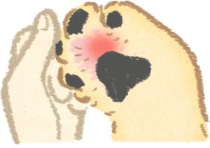 养狗10年才知道狗狗的3种居家检查,养狗的10大疾病解决方法