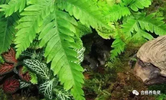 龟浮水的原因和治疗方法,治乌龟浮水最佳方法