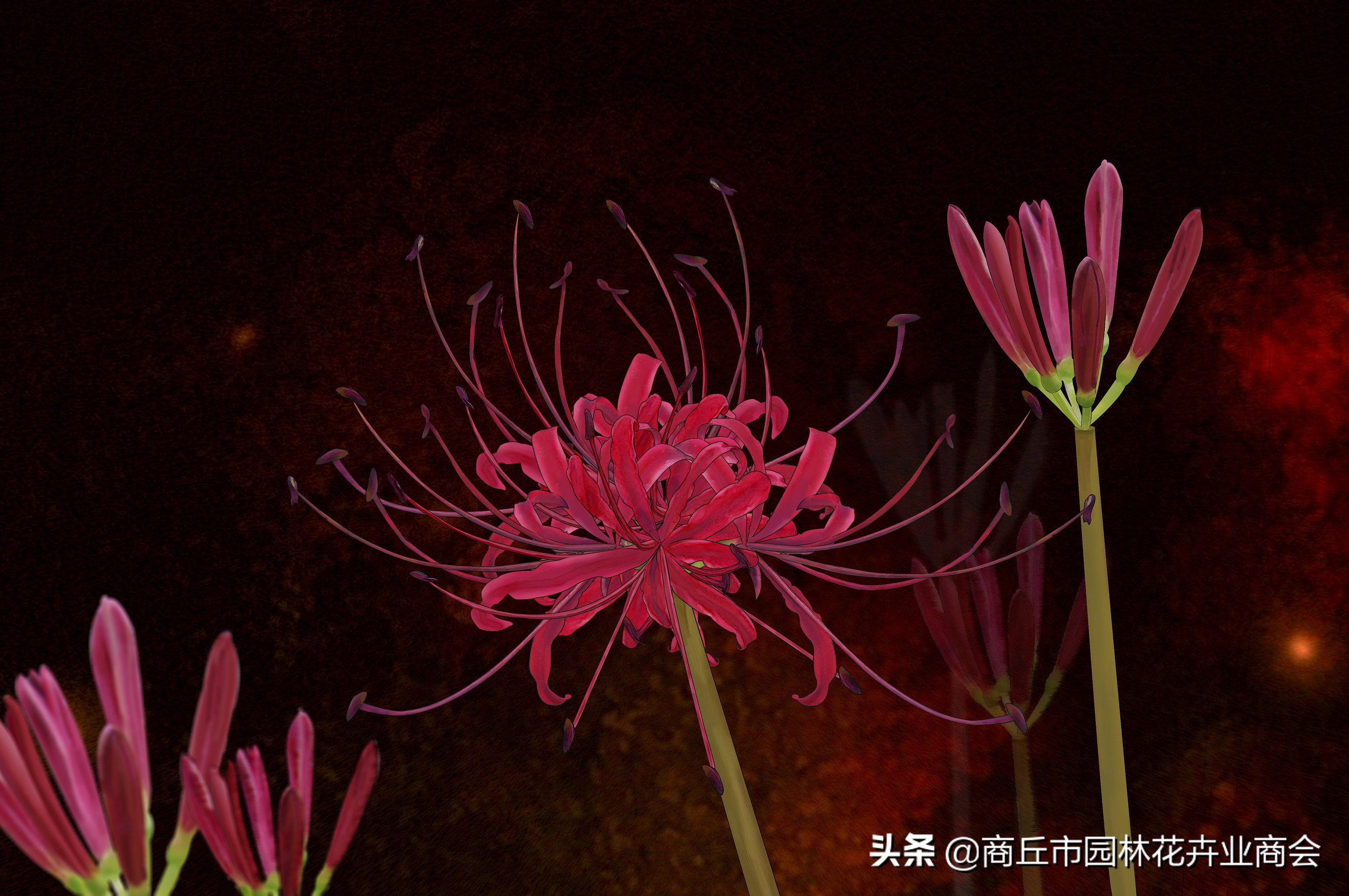 家里栽彼岸花吉利吗,家里养彼岸花好不好