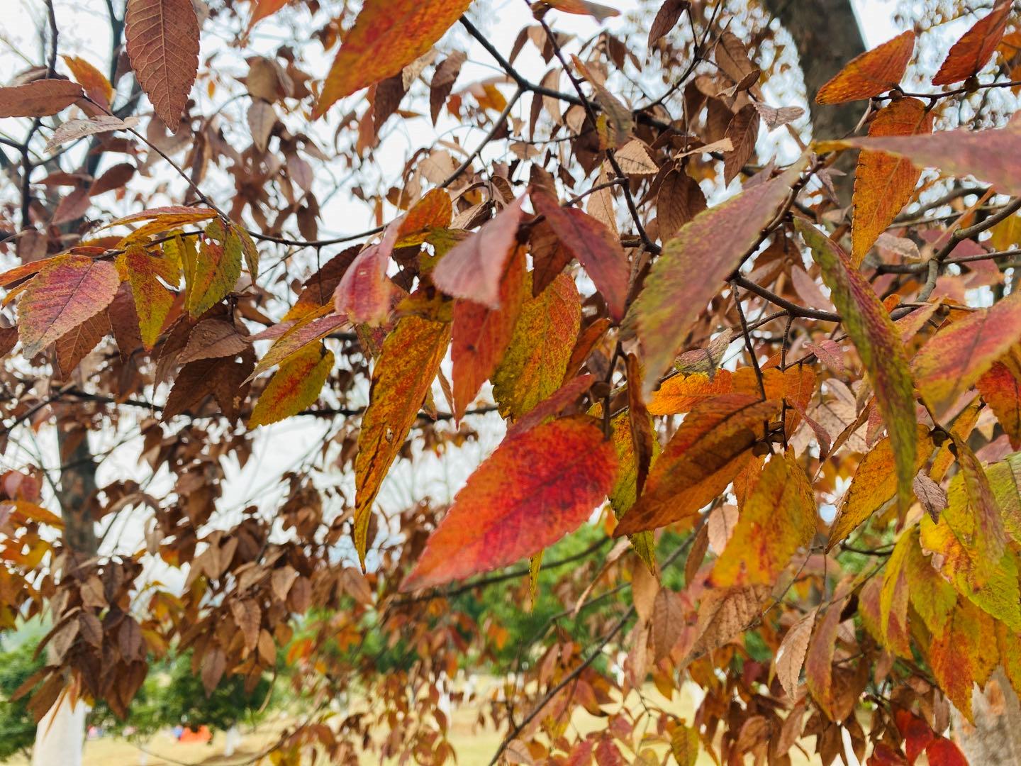 南京最适合夜晚的公园,南京周末户外打卡景点