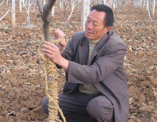 七项技术措施帮助果树安全过冬,果树过冬的正确方法