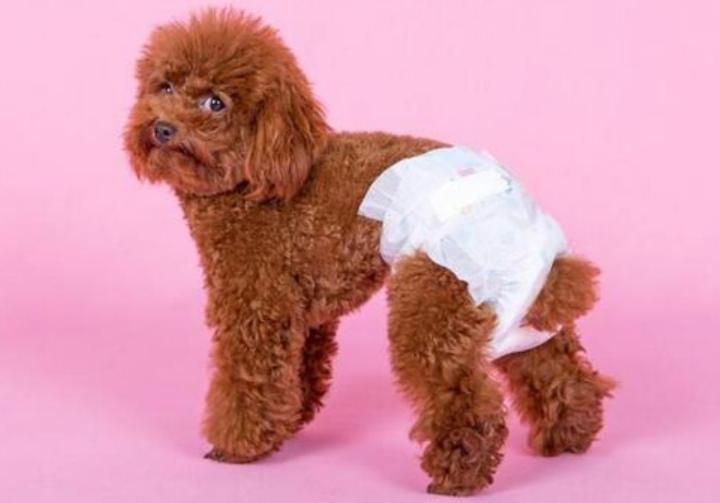 发了情的泰迪选哪种布娃娃,泰迪狗得什么病最可怕