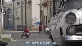 大家都在争抢猫爪杯？吸猫的最高境界，带着摄影机“猫步走天下”