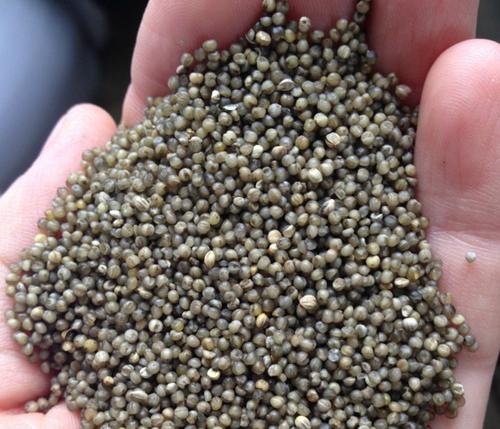 怎么样辨别黑小米是否染色,怎么辨别黑小米的真假