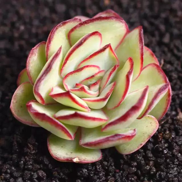 推荐轻松玩转100种常见多肉植物,700种多肉植物图鉴pdf百度云