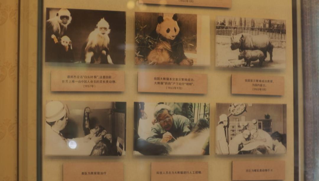 北京动物园和北京大兴野生动物园,北京动物园儿童动物园