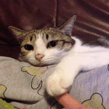 对猫咪道歉的动作,主人给猫咪道歉该怎么用猫语说