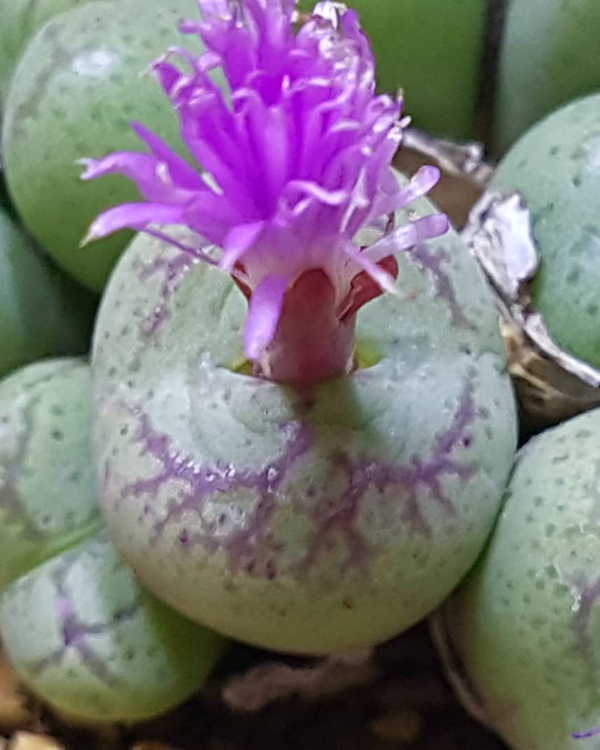 多肉植物一年四季可以晒太阳吗,夏季怕热怕晒的多肉植物