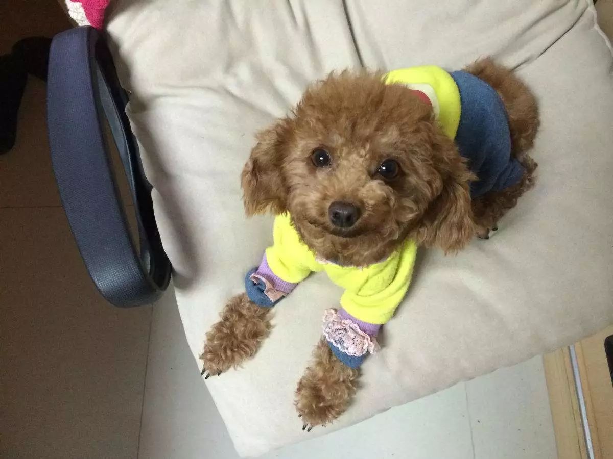 绝育猫咪乱尿的原因和处理方法,绝育之后还是乱尿怎么办