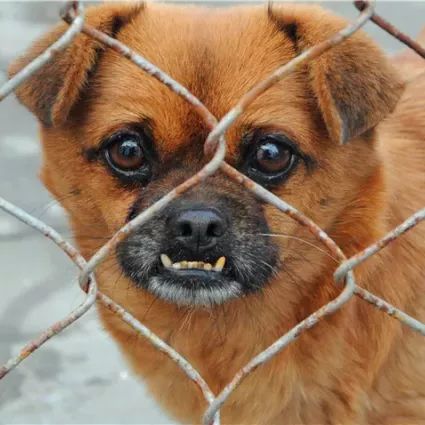 马鞍山流浪狗救助中心在哪里,曝光流浪狗救助真相