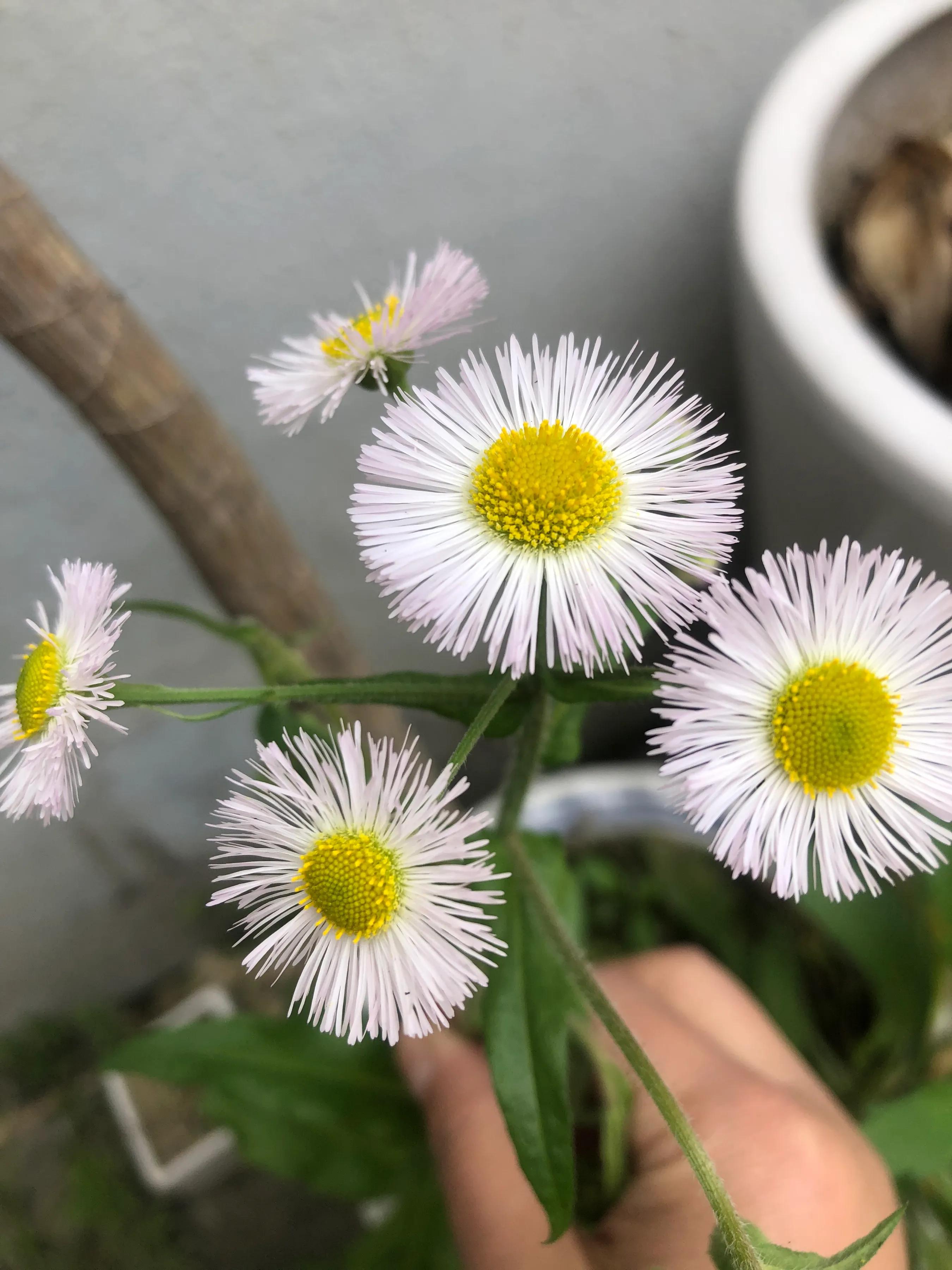 小朋友打新冠疫苗的感想,新冠疫苗接种小知识医生现场答疑