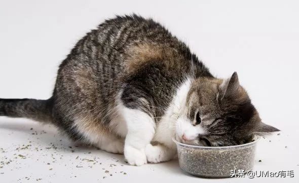 我们败了两款新型“猫*品毒**”孝敬主子，你猜哪种比较受猫欢迎？