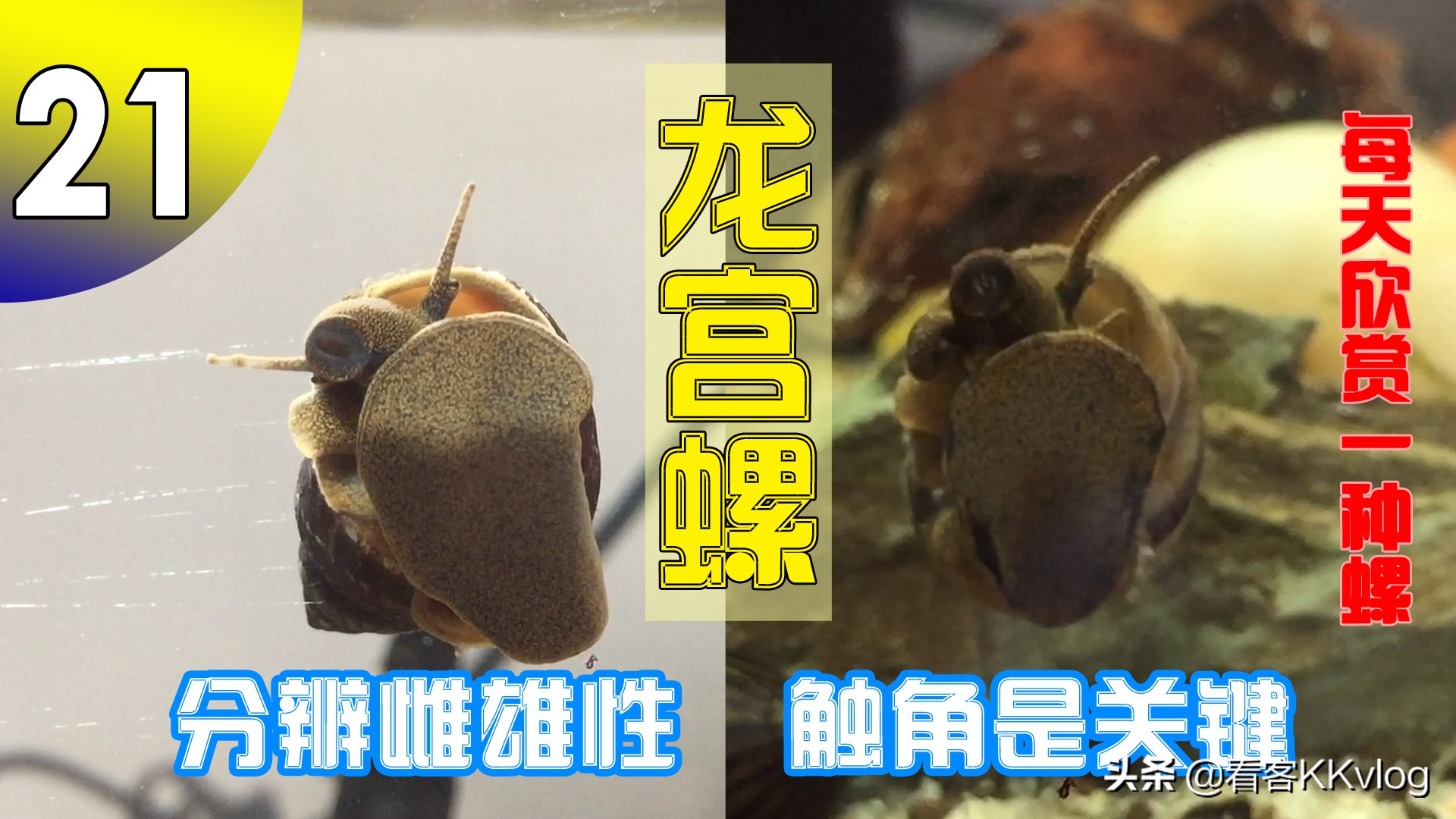 缸壁除藻能力最强的螺排名,哪种螺除藻效果好不乱繁殖