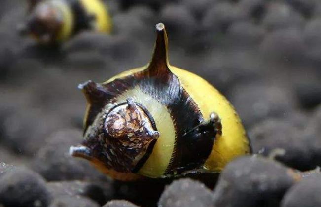 鱼缸点缀水草,鱼缸点缀装饰